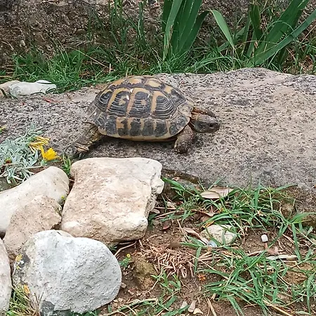 Mas De L'amme